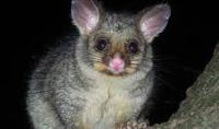 Ses Possum Control Sydney image 4